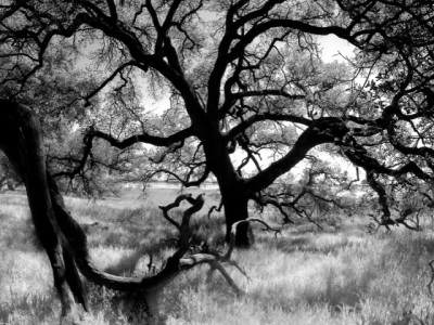 Santa Rosa Plateau Oak