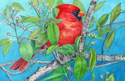 Cardinal by Tracy Spears-Graber