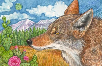 Coyote by Tracy Spears-Graber